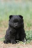 SCHIPPERKE 634